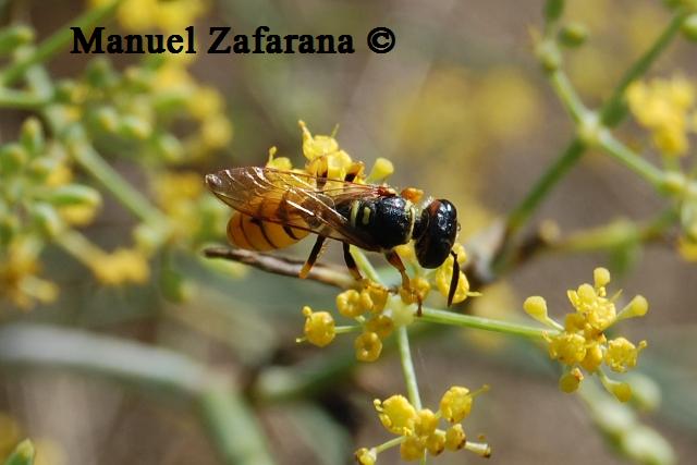 Femmina di Philanthus triangulum (Crabronidae)